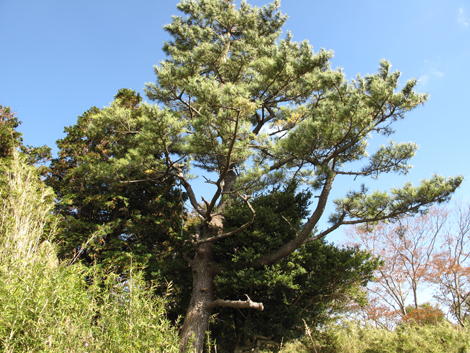 20181102hike (85)